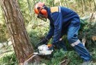 Windsor NSWtree-cutting-services-21.jpg; ?>